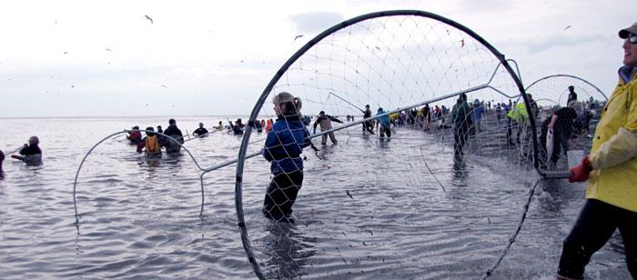 Salmon Dip Net